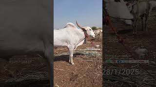 चडचन यात्रा 2025 #cow #khillaribull #animals #khilaribailjodi #khillarcow