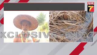 Nayagarh | Paddy Damage | ଅଦିନିଆ ବର୍ଷାରେ ବ୍ୟାପକ ଫସଲ ନଷ୍ଟ,ନୟାଗଡ଼ ଜିଲ୍ଲାରେ ଲାଗି ରହିଛି ବର୍ଷା