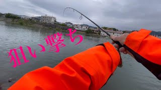 【バス釣り】きっちり決めてくれるダウンショット❗️琵琶湖　南湖　瀬田川