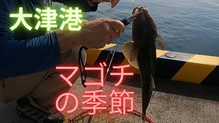 【海釣り】北茨城大津港釣行🎣夜釣りでイシモチ！アジ泳がせで50cm級マゴチがきた〜‼️