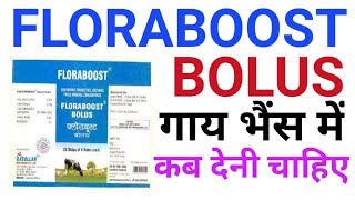 Floraboost Bolus Benefits in bovine/vet-medicine-Floraboost bolus uses animalFloraboost bolus cow 🐮