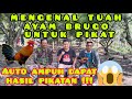 Cara Mengetahui Tuah Ayam Brugo  untuk Pikat Il memilih calon pikat ayam hutan  yang bagus !!