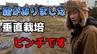 【緊急事態】今年の冬はヤバい　【カーメン君の畑】【垂直栽培】【防寒対策】【寒波】【カーメン君】【園芸】【ガーデニング】【初心者】