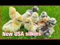 Nieuwe USA zijdehoen kuikens uit eigen eitjes 🐣