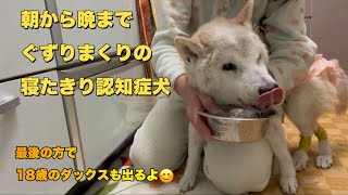 最近ぐずぐずが多すぎる認知症の寝たきりの柴犬と腹ペコダックスフンド（老犬介護）（老犬）（シニア犬）（柴犬）（ダックスフンド）