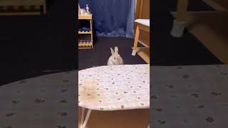 【うさぎは癒し】逆再生 陽気なぼんちゃん！ #animal #rabbit＃Barney＃うさぎ