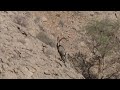 sindh ibex walking on mountain