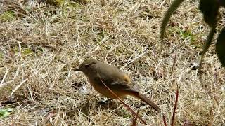 2025年2月24日　三毛猫ミミ日記〜野鳥観察続けていますにゃん♪　ジョウビタキ　メジロ　ヒヨドリ　来訪♪