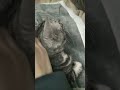 30秒ひたすらに猫を撫でる動画 猫 癒し 猫動画 可愛い猫