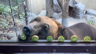 ビタミンC【‎2024年‎12月17日】【上野動物園】エゾヒグマ