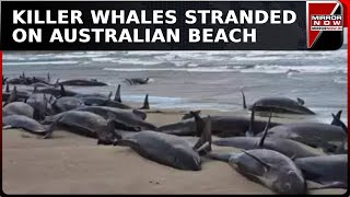 More Than 150 False Killer Whales Stranded On Australian Beach, 90 Euthanised | Breaking News