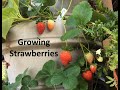 Growing Strawberries