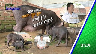 កសិកម្ម និងអភិវឌ្ឍន៍ជនបទ| លេងសើចមេចបាន លោក ឡុច ឡាត សំងំចិញ្ចឹមជ្រូកព្រៃ អាចរកចំណូលបានច្រើន [EPS34]