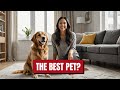 Is a Golden Retriever the Perfect Pet for You | Golden Retriever Dog | Golden Retriever Puppies