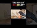 カラスってこんなにも 賢くて器用な鳥です