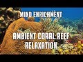 Mind Enrichment Stunning Ambient Coral Reef Relaxation No Music - Sleep Meditation Stress Relief