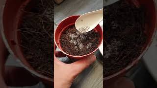 Grow chia plant from seeds #shorts #gardening #chia #plants