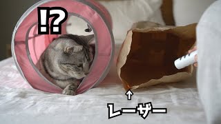 猫をレーザーポインター で紙袋に誘導してみたらこうなりました