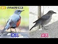 超入門！よく見る野鳥30種【解説】