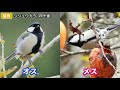 超入門！よく見る野鳥30種【解説】