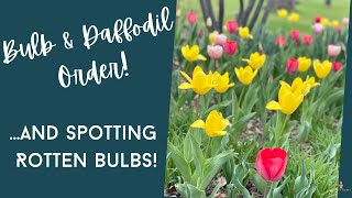 My 2022 Bulb Order Has Arrived! Huge Tulip and Daffodil Haul! 997 Bulbs!  And Spotting Rotten Bulbs.