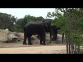 අලි ඩබල නාලා ඉවර වෙලා කරපු නරක වැඩේ elephant bathing in lake wildelephants nature අලි trending