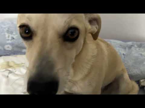 Dog Asmr Youtube