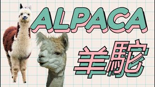 羊駝||有誰不愛呢?超級可愛的神奇生物-[Alpaca]:你想了解的都在這裏