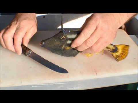 How to Clean Leatherjackets | The Hook and The Cook How to Clean Leatherjackets | The Hook and The Cook