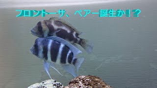 フロントーサ、ペアー誕生か？