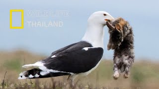 นกนางนวลเป็นโจรสลัดที่แท้จริง  |สารคดีสัตว์ WILDLIFE