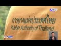 กยท.พัฒนายางสายพันธุ์ใหม่ให้ผลผลิตเพิ่ม 2 เท่า