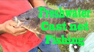 Cast Netting Giant Tilapia In Florida Canal (Tilapia, Catfish, Cichlids, Etc.)