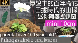 傳說中的-迷你台灣阿婆蝴蝶蘭,日據時代的山採,Phalaenopsis Aphrodite subsp. Formosana, maybe parental 100 years old分享給蘭友做參考