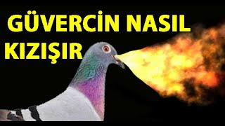 Güvercin Nasıl Kızıştırılır ? Güvercin Kızıştırma