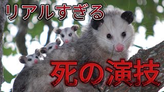 ここまでやるか！オポッサムが天敵から逃げるために考え抜いた秘策がやり過ぎ…オポッサムの生態雑学