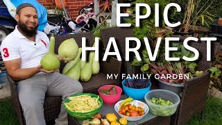 Summer Garden Harvest August 2021 - EPIC BANGLADESHI VEGETABLE HARVEST