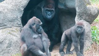 金剛小朋友喜歡繞著阿爸迪亞哥轉圈圈Jabali and Ringo like to circle around their dad#金剛猩猩 #gorilla