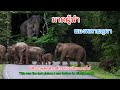 Ep 497 ข่าวล่าสุด พลายภูผา หลังจากโตเป็นหนุ่ม#nature #wildlife#เขาใหญ่#elephant#ช้างป่า#new#animals