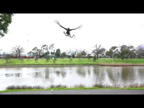 Do Galapagos hawks eat snakes?
