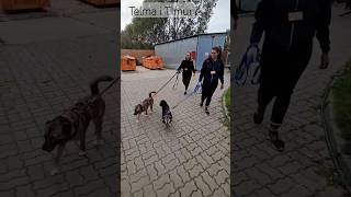 PILNE | Telma i Timur | Schronisko na Paluchu | ADOPTOWANI