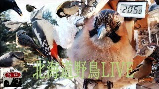 北海道野鳥LIVE　～‘Hokkaido bird watching LIVE Cam～2025.02.11