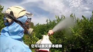 草甘膦异丙胺盐的应用 杭州攀丰除草剂原药厂家