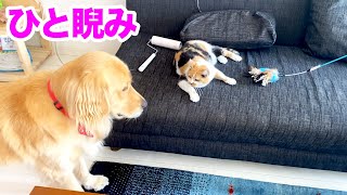 ゴールデンレトリバーをひと睨みで退ける三毛猫！！