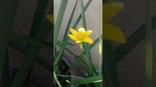 in my garden yellow Lily flowers#short#short#short#sssgarden#sssgardenflowers#shortvideo#