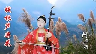 阿蕾二胡《拔根芦柴花》D调1 5弦演奏