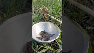 পাইপ দিয়ে মাছ শিকার করার পদ্ধতি #pipefishing #villagelife