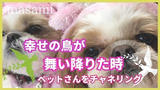 アニコミしました💜ママさんよりも大きな愛は💜家族皆んなのお母さんでした🐶💜