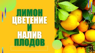 ЦВЕТЕНИЕ И НАЛИВ ПЛОДОВ ЛИМОНА! СОВЕТЫ ВСЕМ!