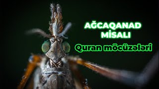 QURAN MÖCÜZƏLƏRİ: AĞCAQANAD MİSALI